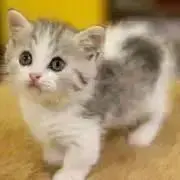 さらんの画像