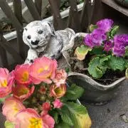 ココナッツの画像