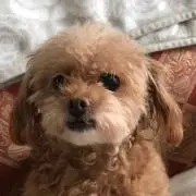 まる子の画像