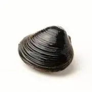 shijimiの画像