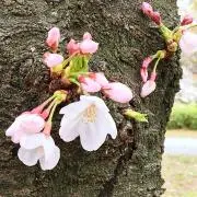 sakura✿の画像