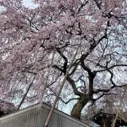 Yocc**の画像