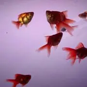 マリーゴールド