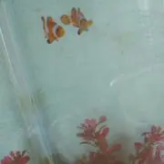 舞姫