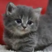 まりりん