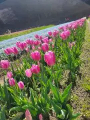 ayu.の画像