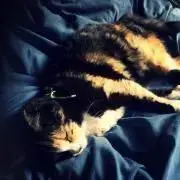 スージーの画像