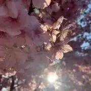 櫻の画像