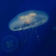 呉崎