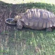 クワイエの画像