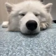 さくぱん
