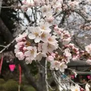 みーたん