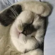 ミニドーナツ