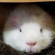 くー