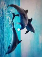 イルカの画像