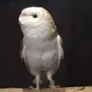 さっちゃんの画像