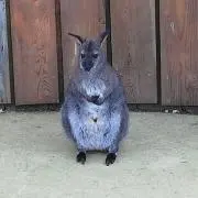 みやっちの画像