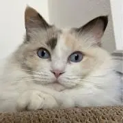 ぴぴんの画像