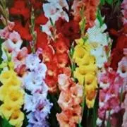 ぐらじおらす
