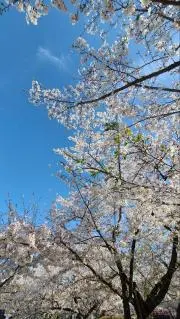理解力ない人 購入✖️ ポムの画像