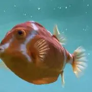 きのこママの画像