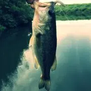 へそごま☆