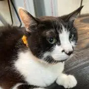 TOM