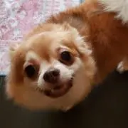 ゆうさくの画像
