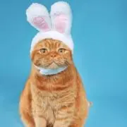 Bonbonbobonの画像