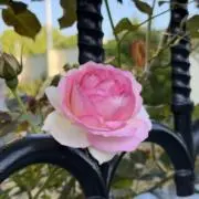 俺の宝物の画像