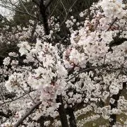 Senaの画像