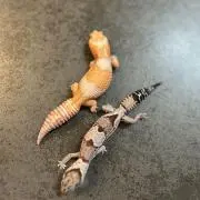 プーマ