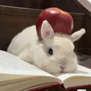 Shushuの画像