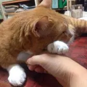 Jari☆の画像