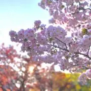 まるりっこの画像
