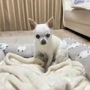 YMの画像