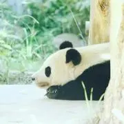 わに　７月中に売れないものは処分しますの画像