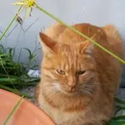 まっこ