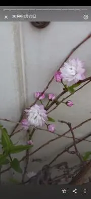 カナの画像