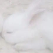 Li Liの画像