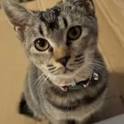 ブッチ