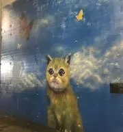 Image of Cats