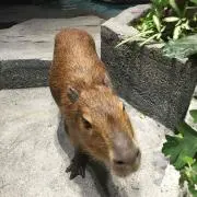 Asuの画像