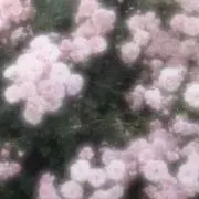 ꒰⸝⸝ʚ̴̶̷̷ · ʚ̴̶̷̷⸝⸝ᵕ꒱の画像