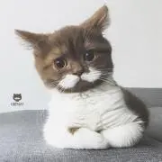 ねここの画像