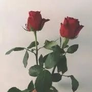 こむぎこの画像
