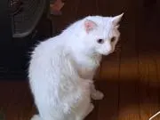 クマ