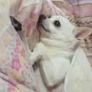 まめこ