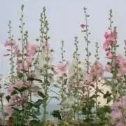 Hollyhock