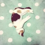 ミッツの画像